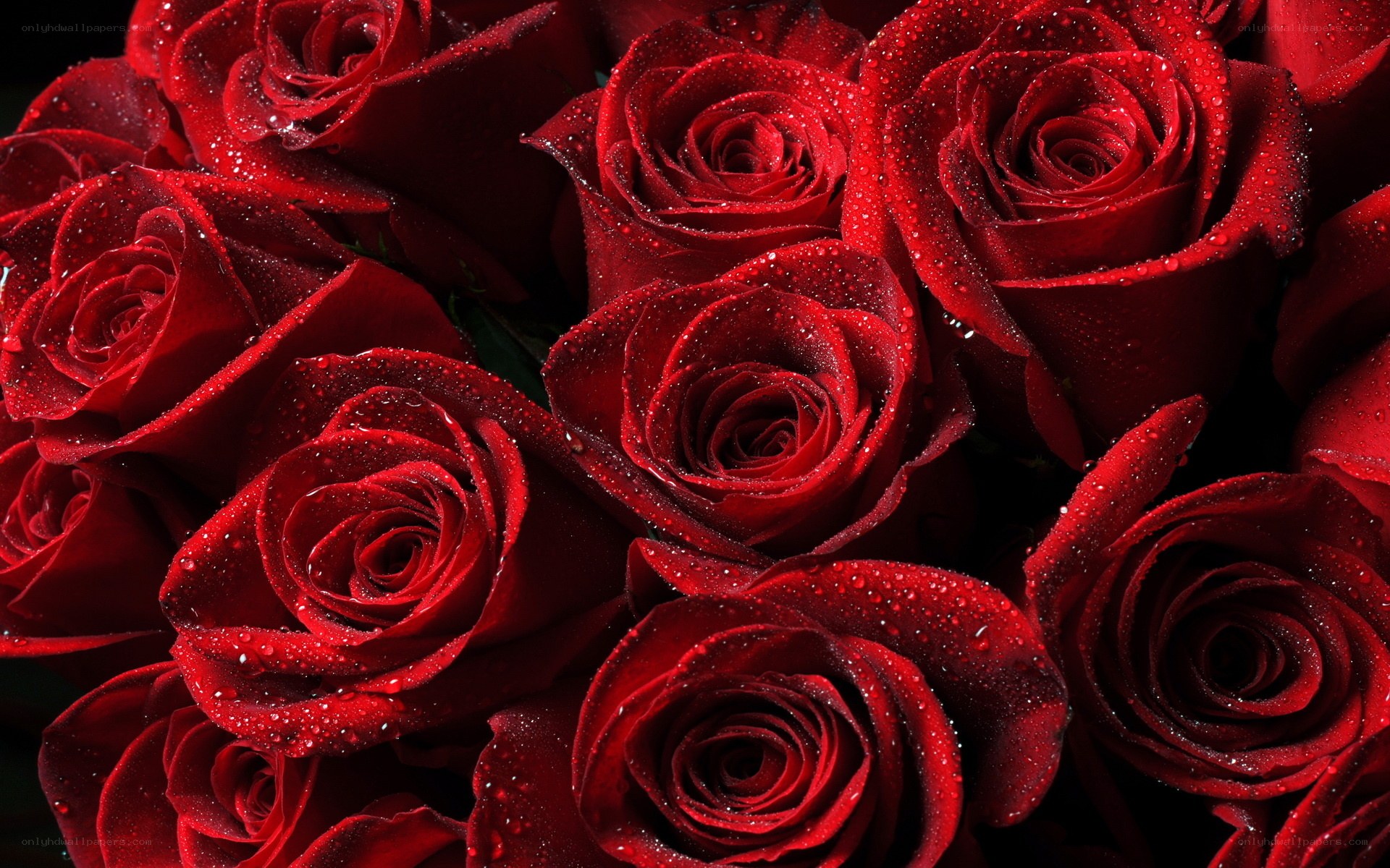 Red roses with water droplets