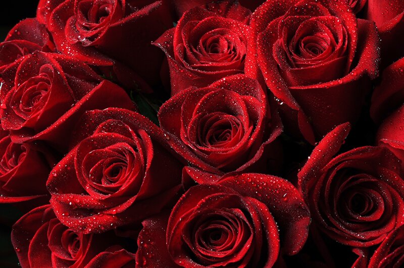 Red roses with water droplets