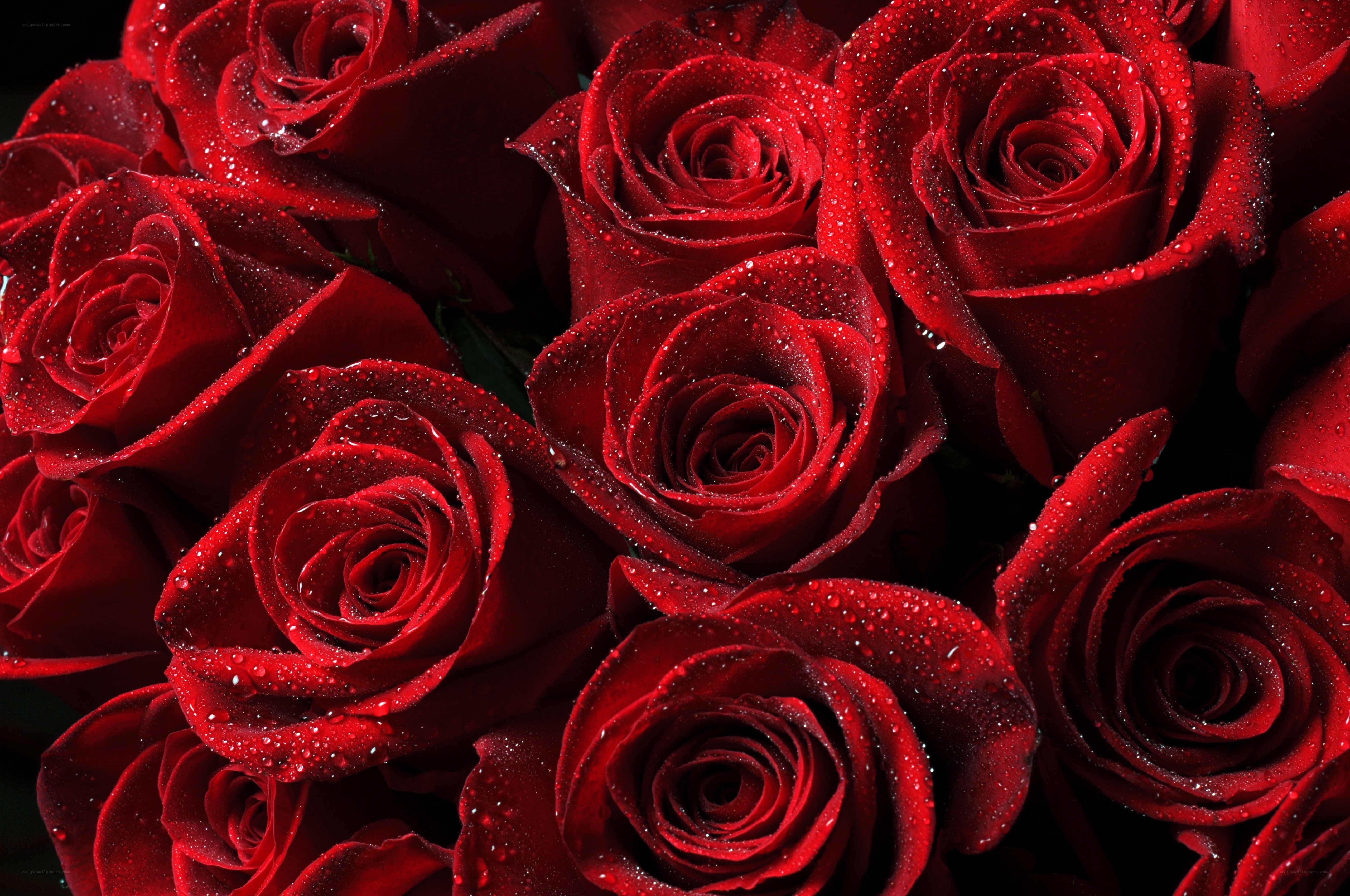 Red roses with water droplets