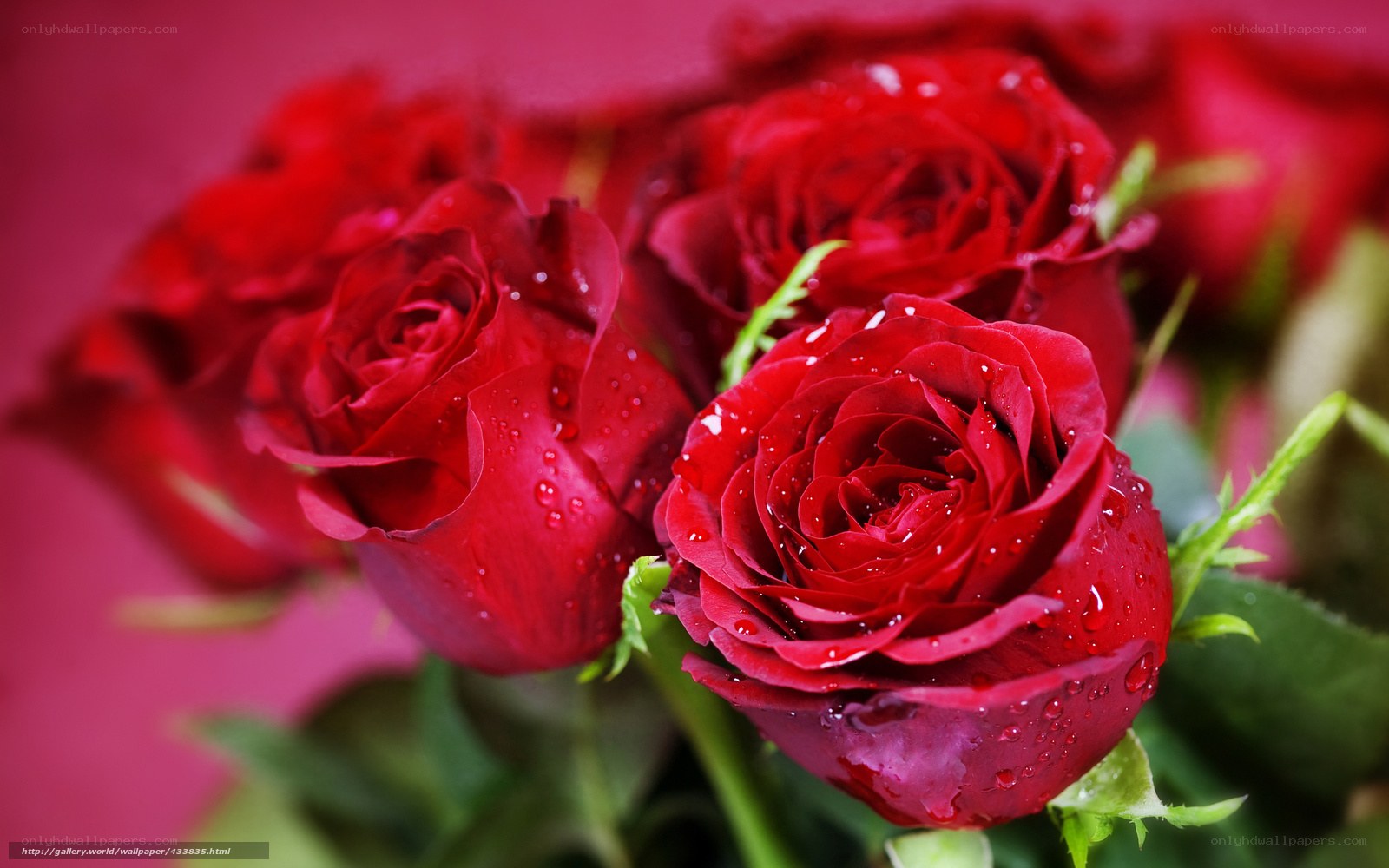 Red roses with water droplets