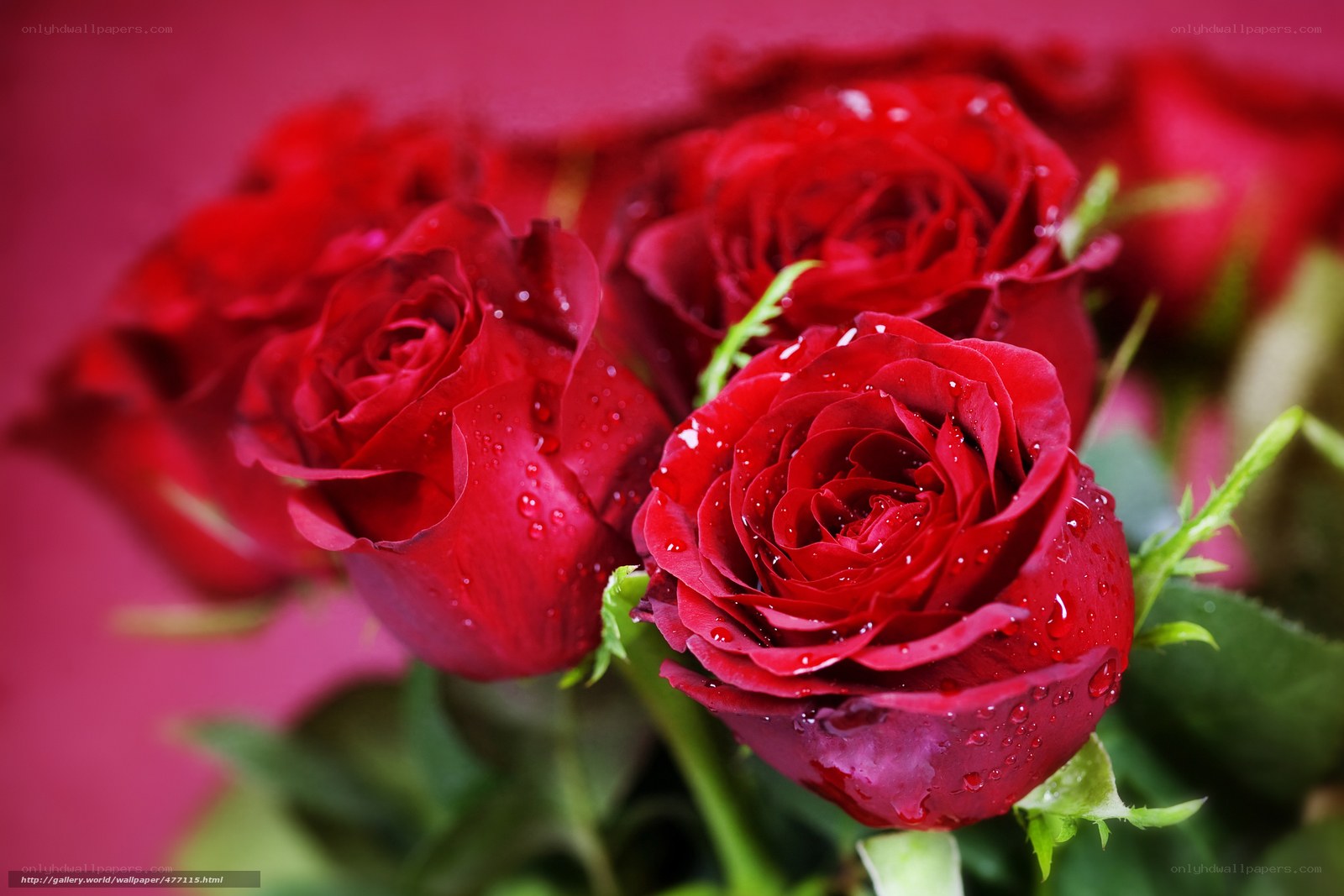 Red roses with water droplets