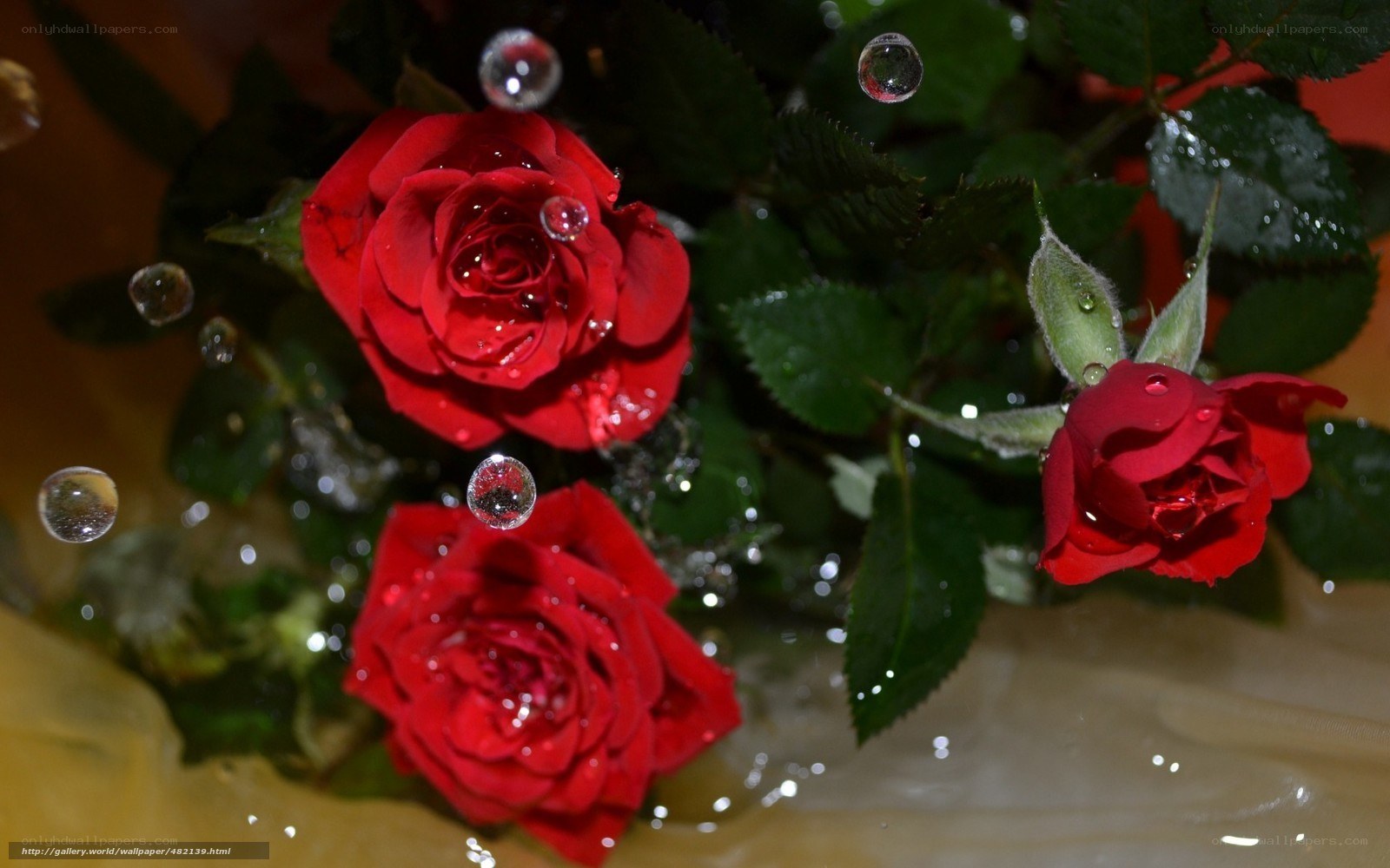 Red roses with water droplets