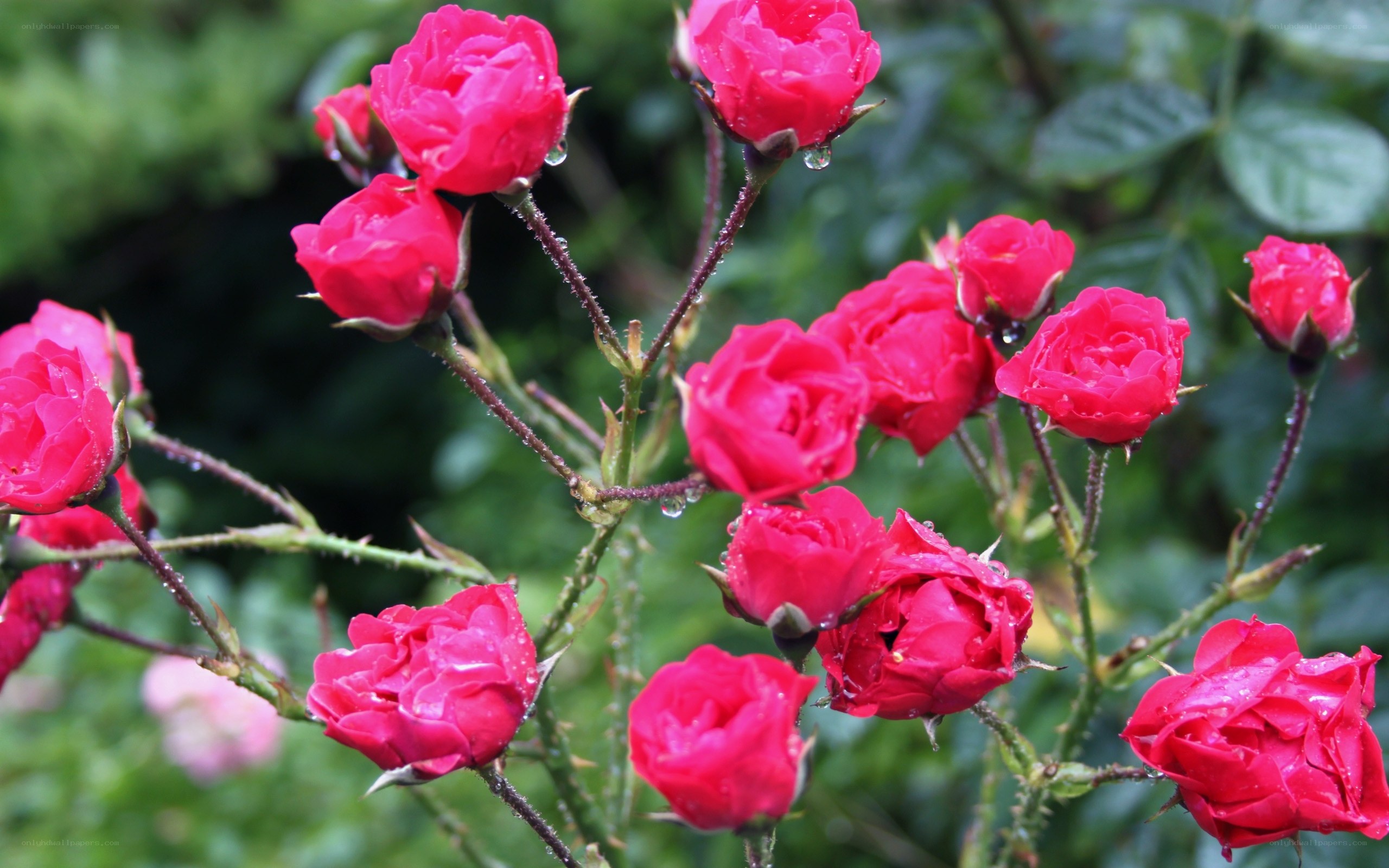 Red roses with water droplets