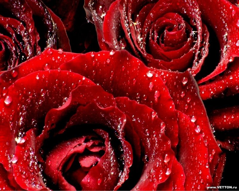 Red roses with water droplets