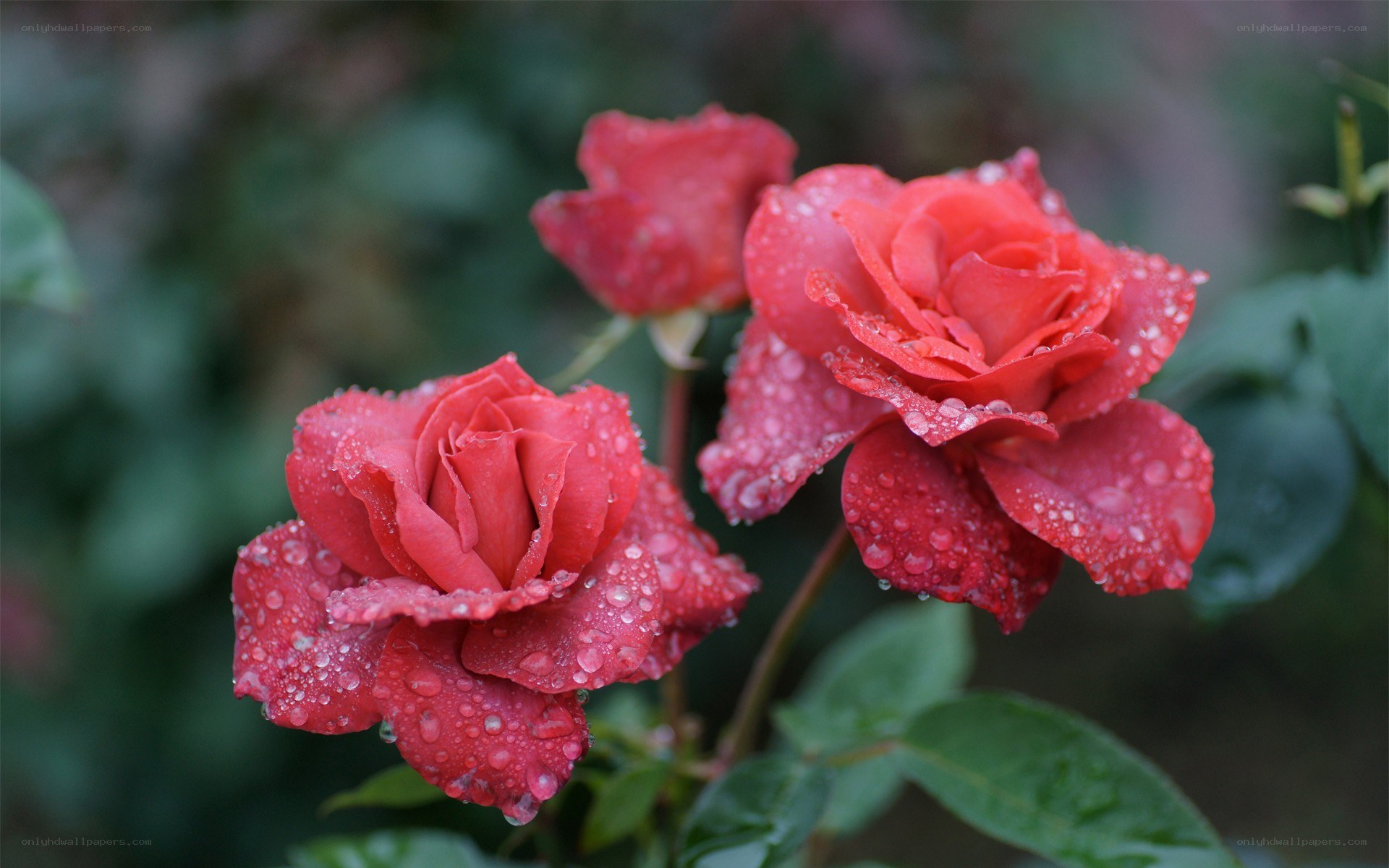 Red roses with water droplets