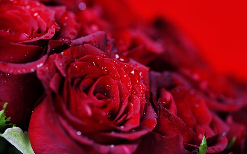 Red roses with water droplets