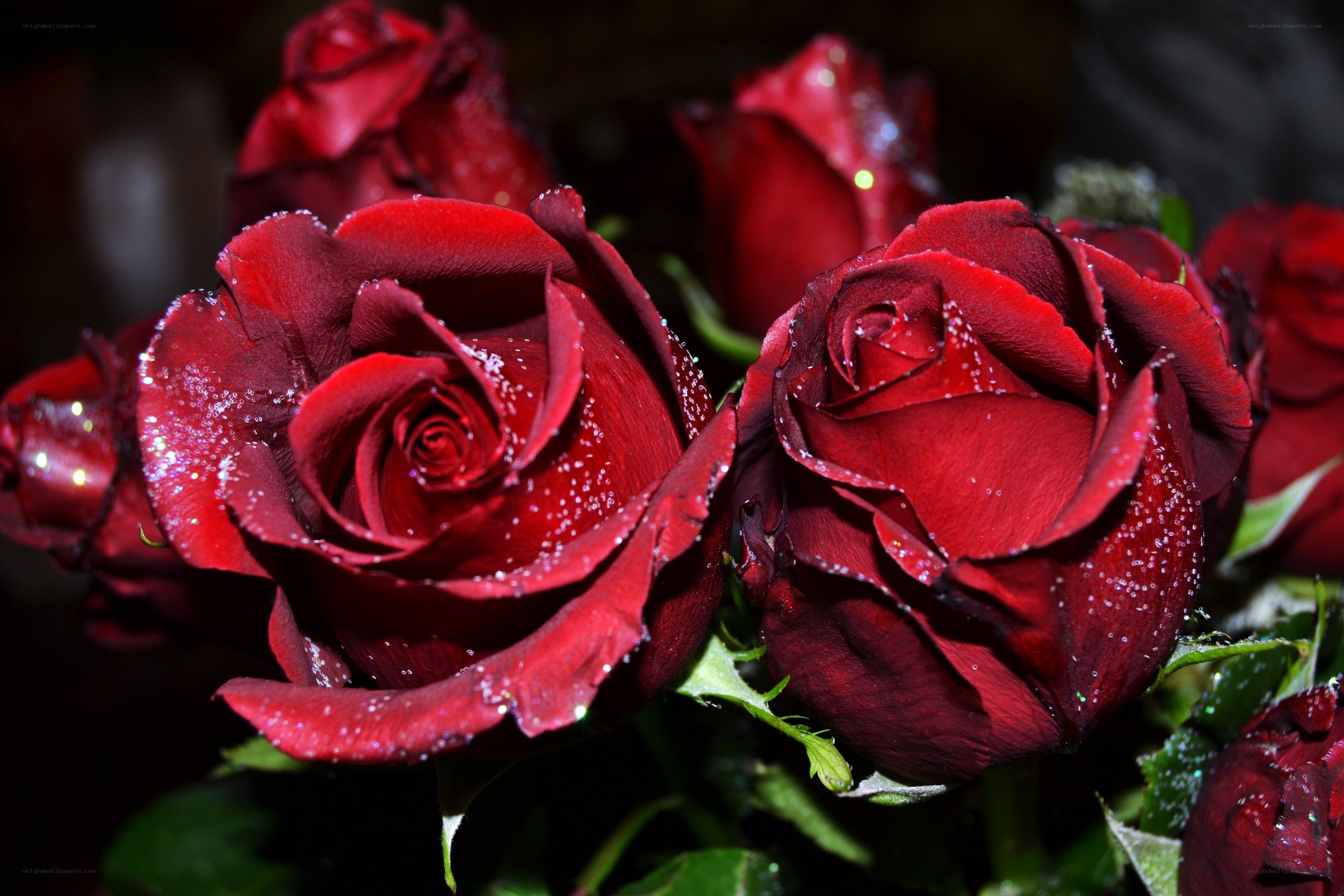 Red roses with water droplets