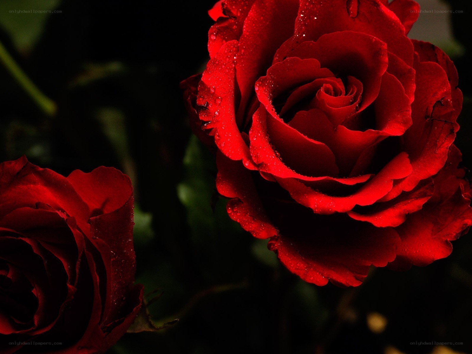 Red roses with water droplets
