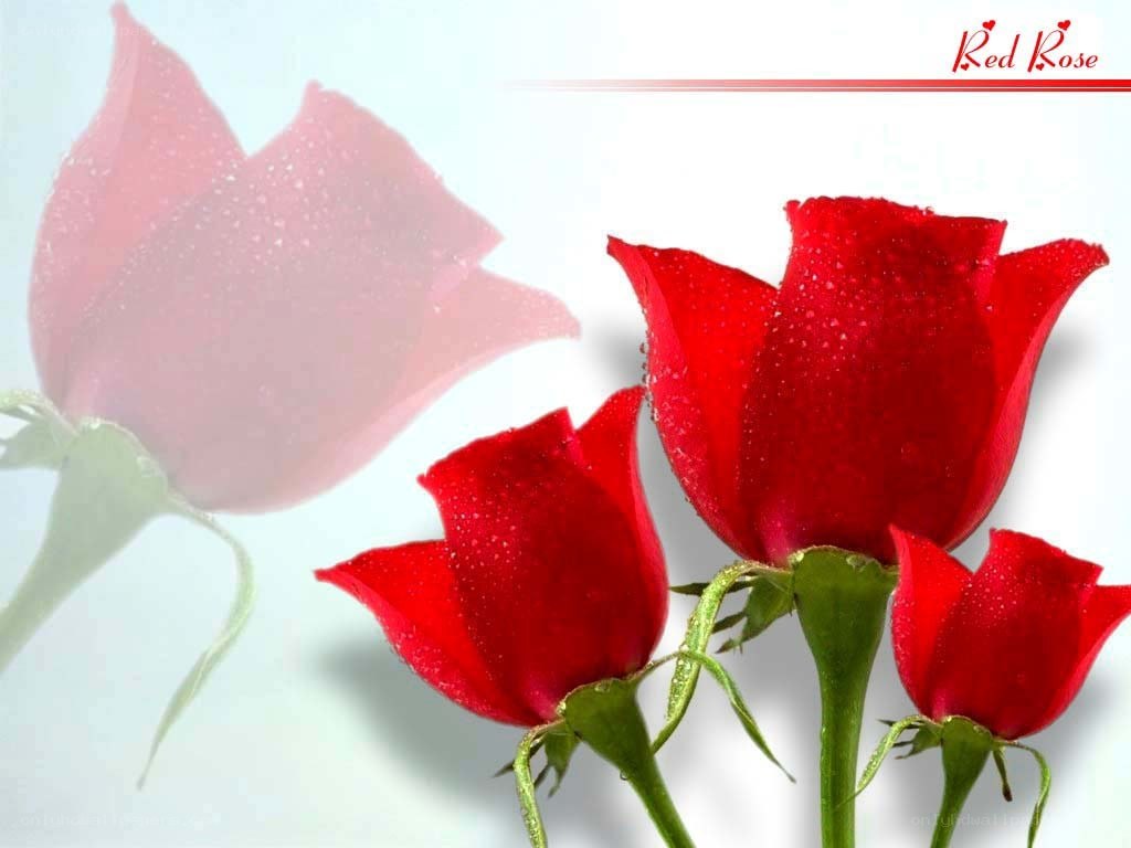 Red roses with water droplets