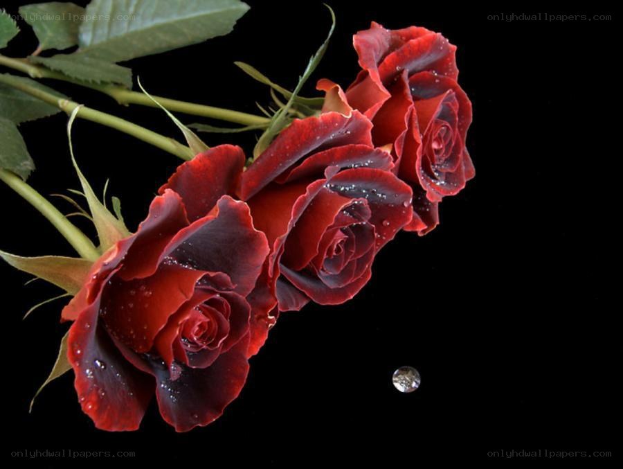 Red roses with water droplets