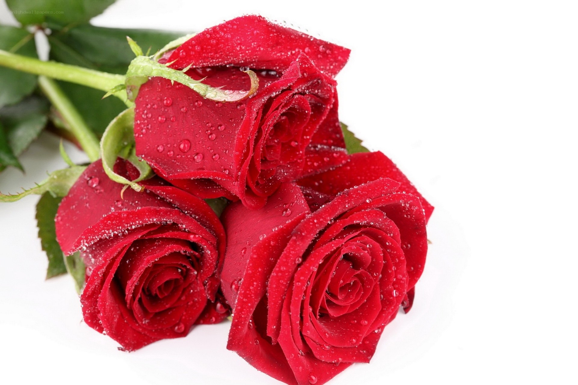 Red roses with water droplets