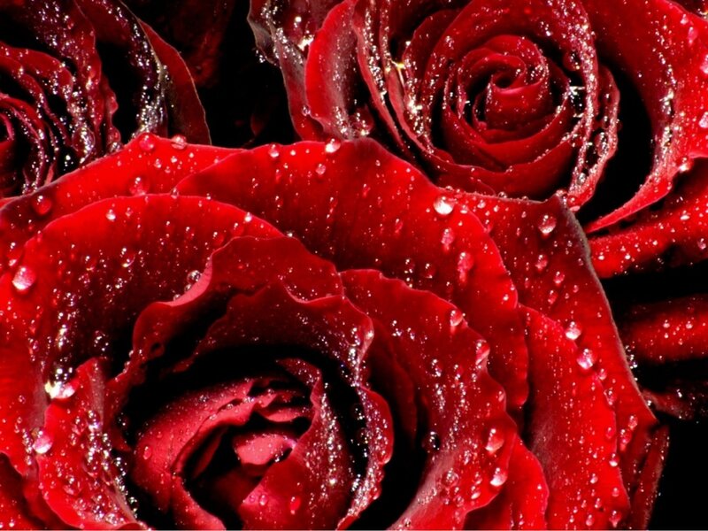Red roses with water droplets