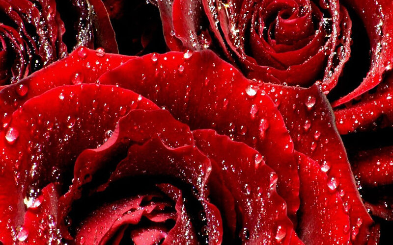 Red roses with water droplets