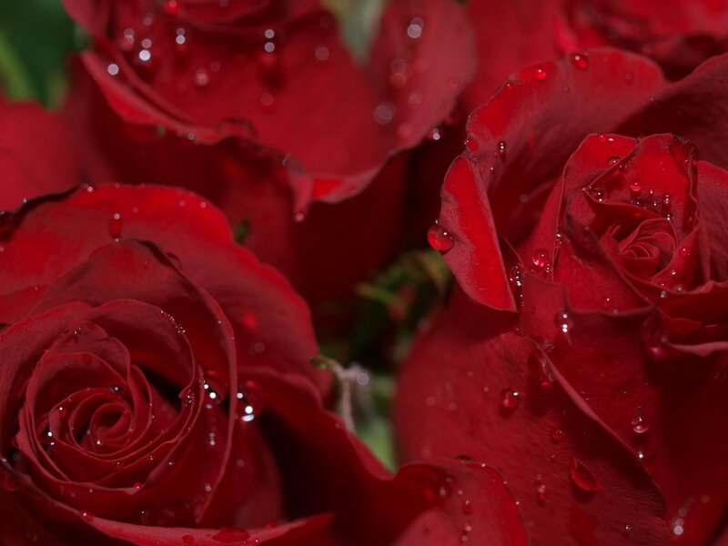 Red roses with water droplets