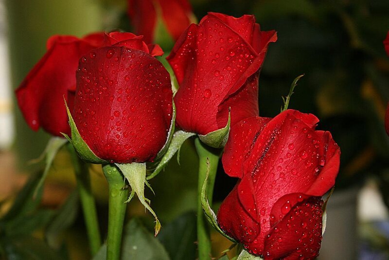 Red roses with water droplets