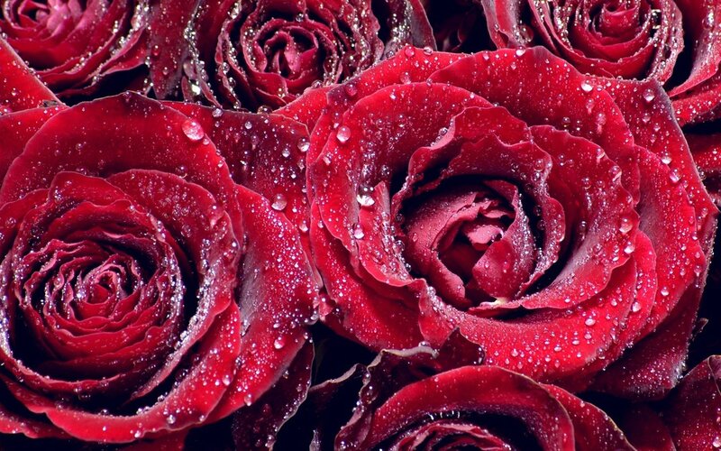 Red roses with water droplets