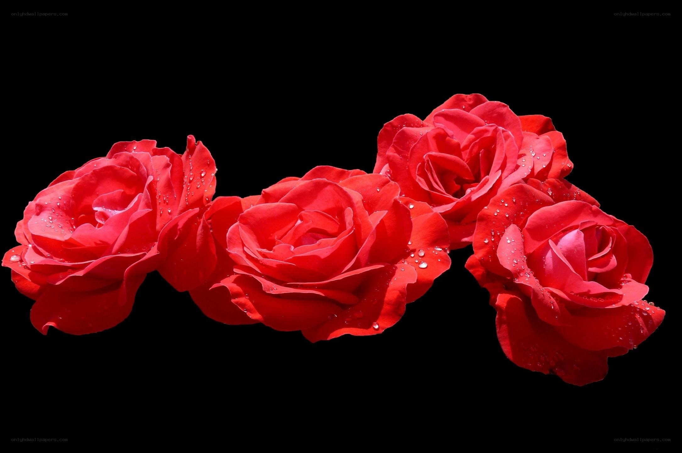 Red roses with water droplets