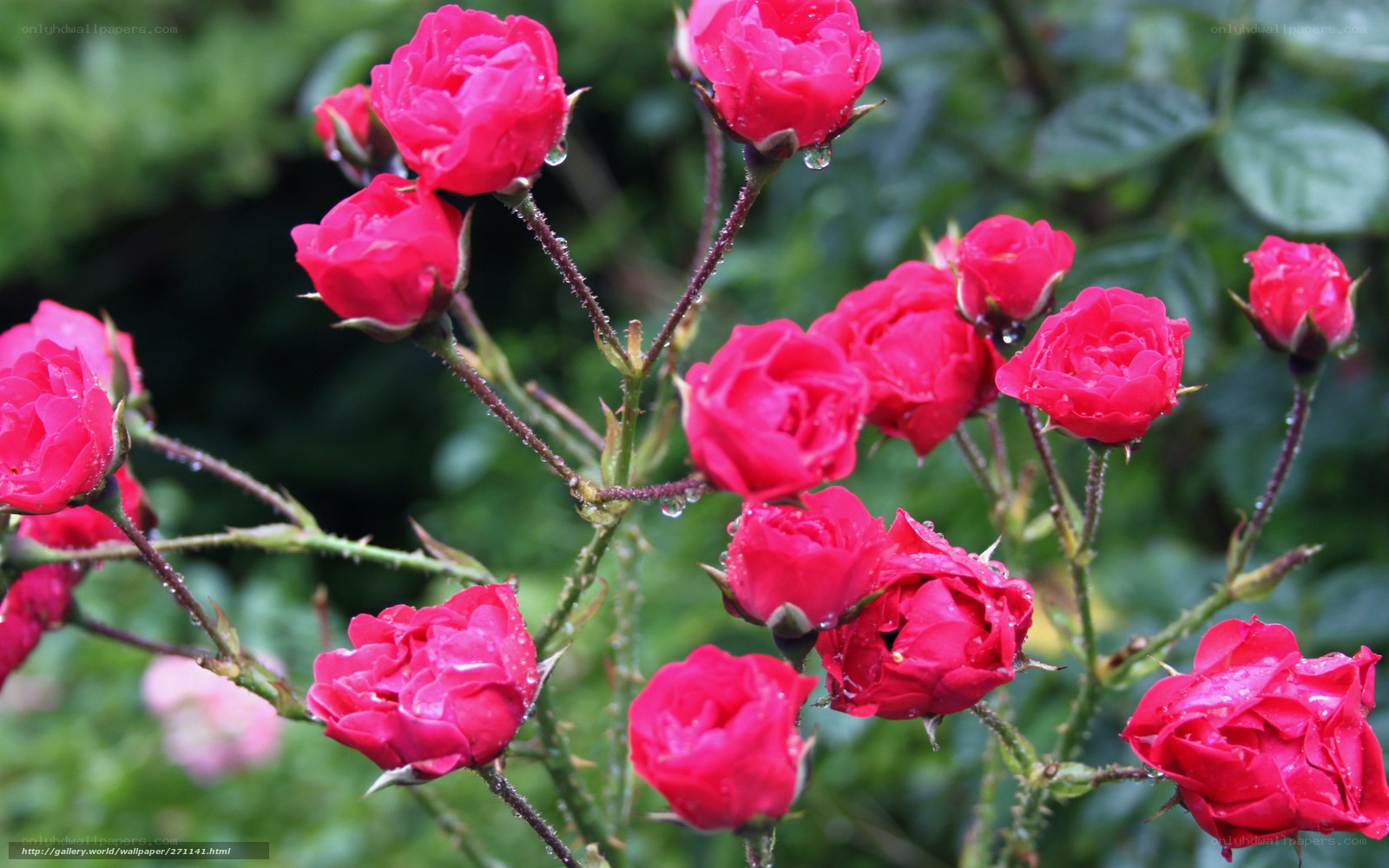 Red roses with water droplets