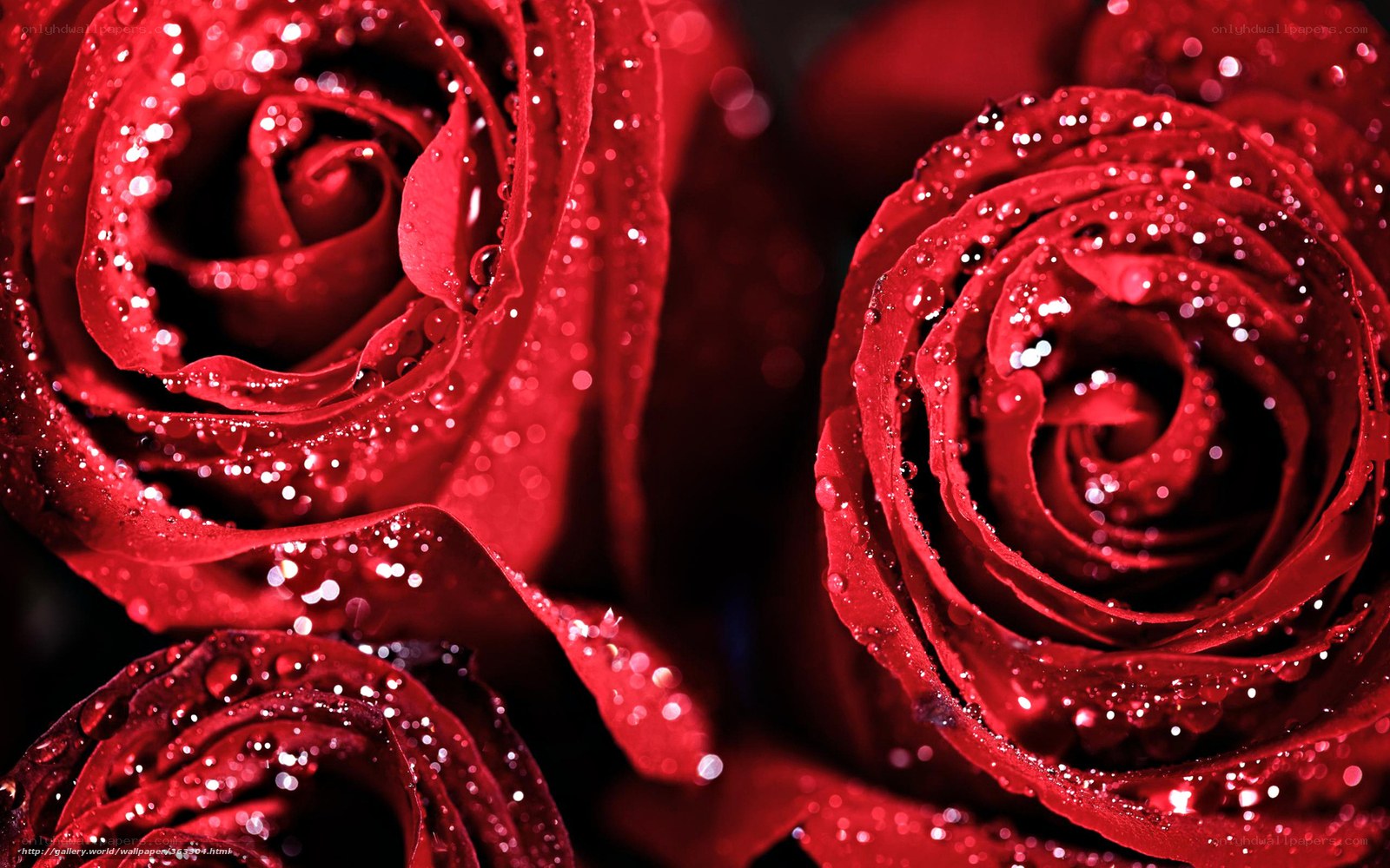 Red roses with water droplets
