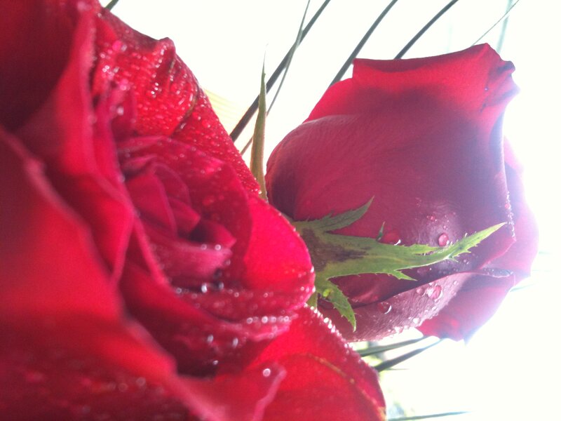 Red Roses with Water Droplets — Bright