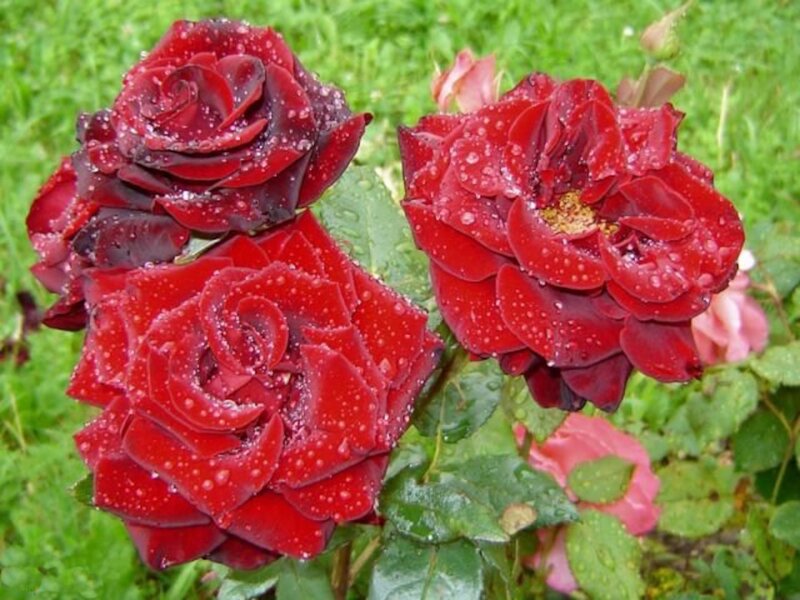 Red Roses with Water Droplets — Calm, Morning, Photograph