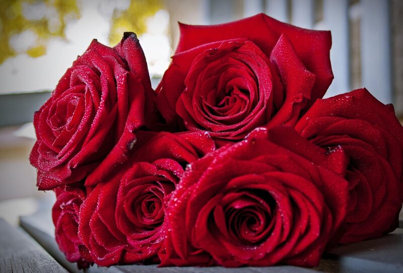 Red Roses with Water Droplets — Calm, Morning
