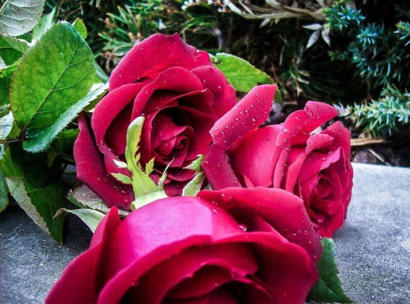 Red Roses with Water Droplets — Calm, Photograph, Green Leaves