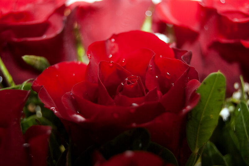 Red Roses with Water Droplets — Calm, Photograph, Green Leaves, Water Droplets, Green