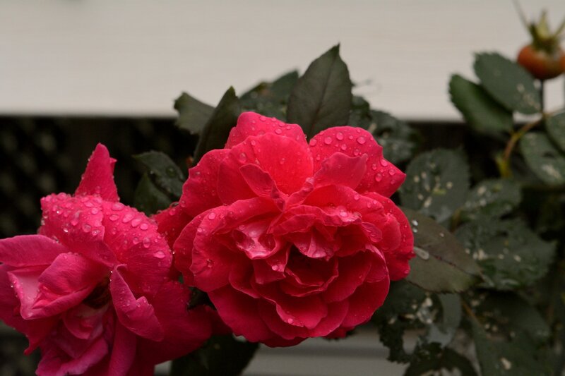 Red Roses with Water Droplets — Calm, Photograph, Leaves, Raindrops