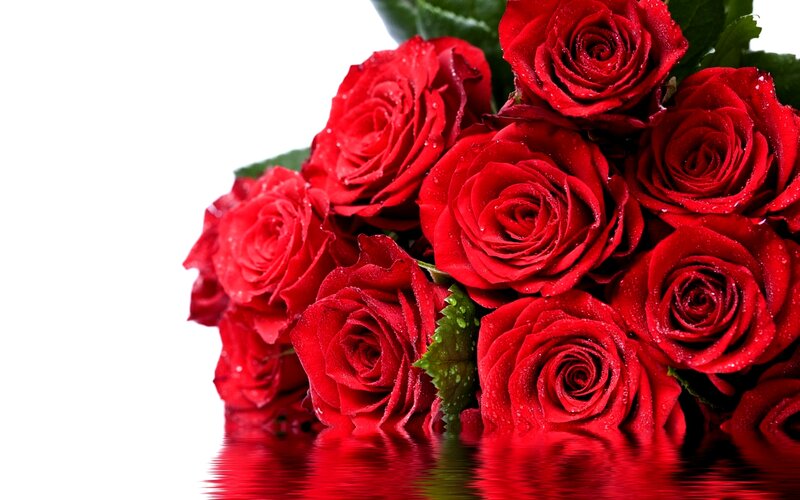 Red Roses with Water Droplets — Calm, Photograph, Leaves, Reflection