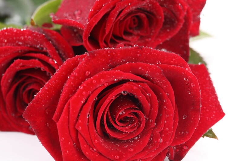 Red Roses with Water Droplets — Calm, Photograph