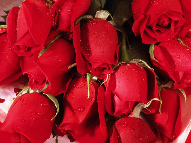 Red Roses with Water Droplets — Calm, Photograph, Water Droplets, Green Stems