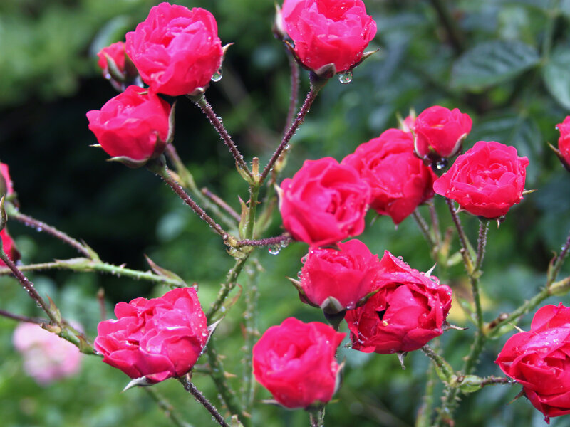 Red Roses with Water Droplets — Calm, Spring