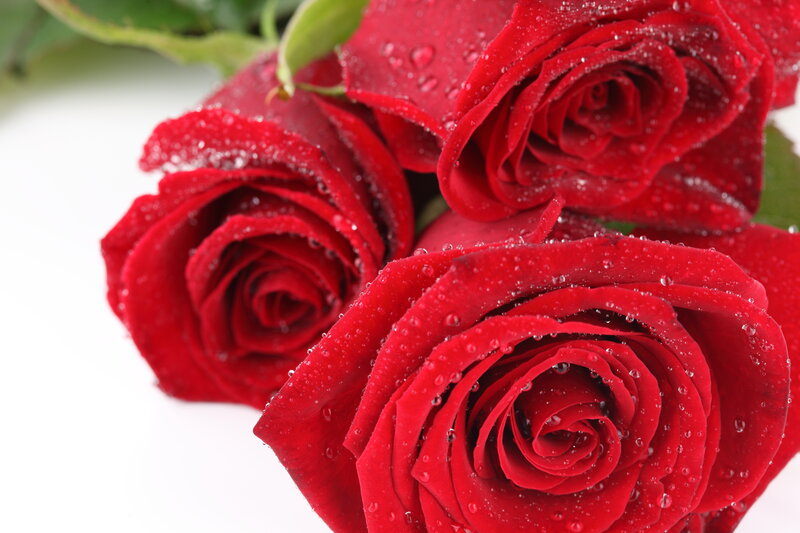 Red Roses with Water Droplets — Calm