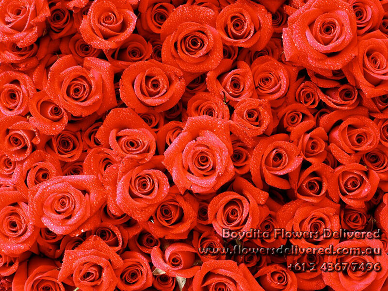 Red Roses with Water Droplets — Dense