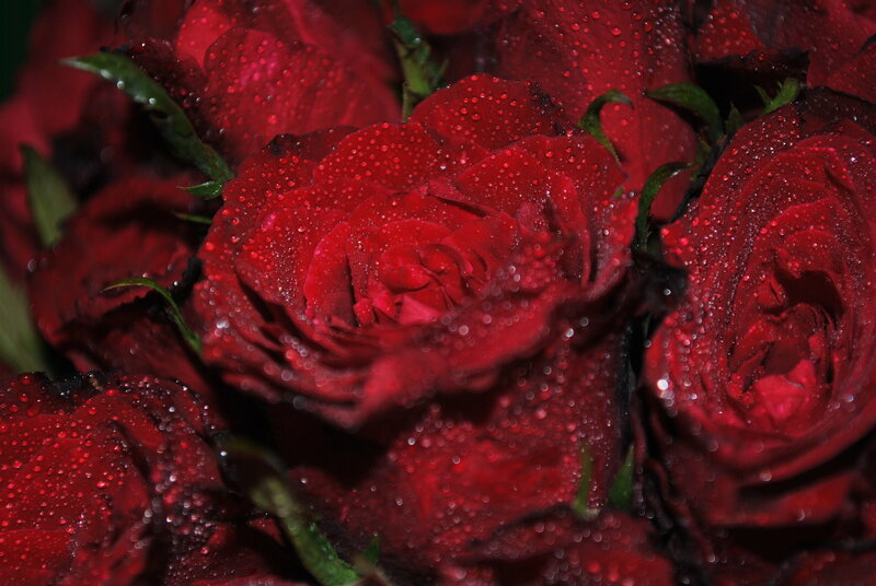 Red Roses with Water Droplets — Dramatic, Green Leaves