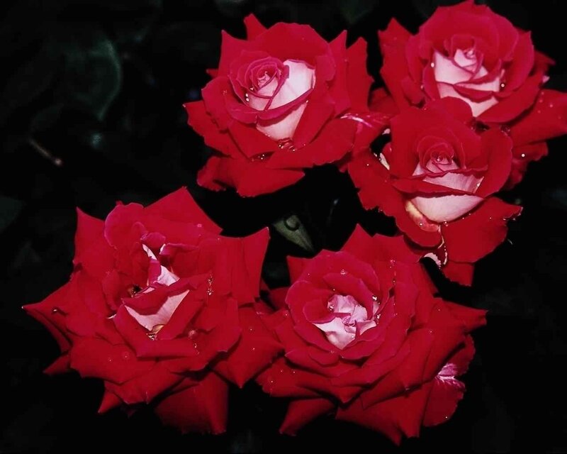 Red Roses with Water Droplets — Dramatic, Night, Photograph, Water Droplets, Dark Background