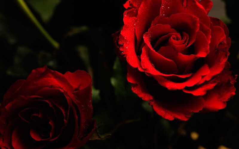 Red Roses with Water Droplets — Dramatic, Night