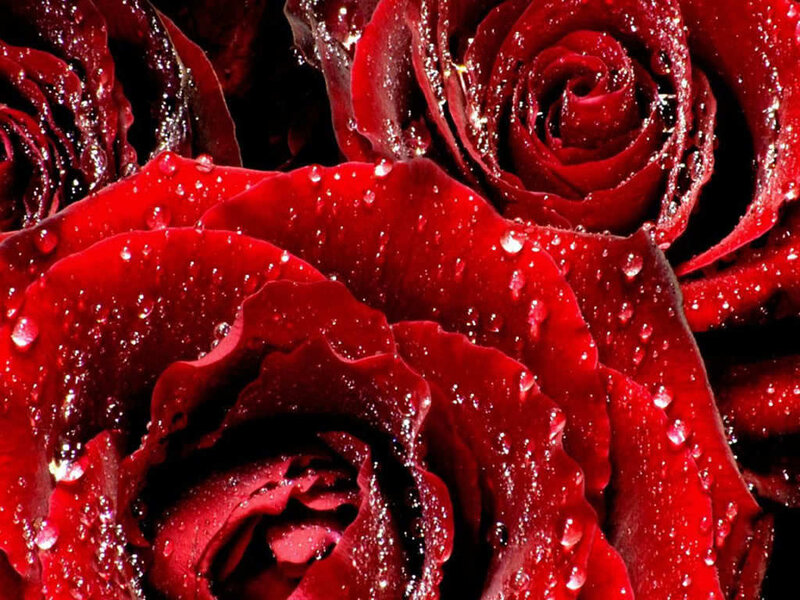 Red Roses with Water Droplets — Dramatic, Petals