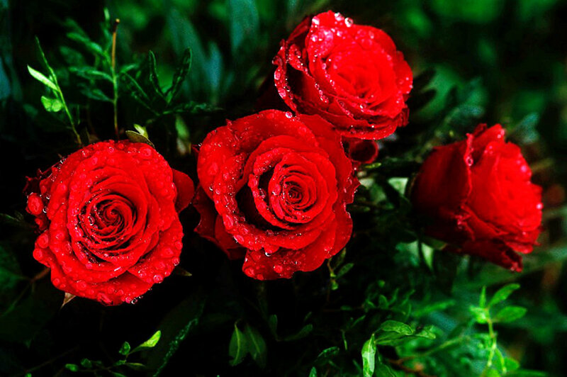 Red Roses with Water Droplets — Dramatic, Photograph, Green Leaves