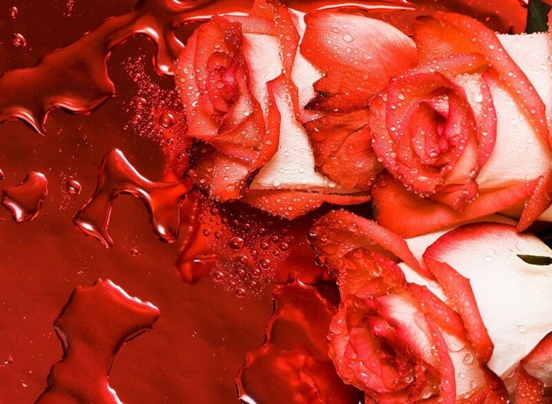 Red Roses with Water Droplets — Dramatic, Photograph, Petals