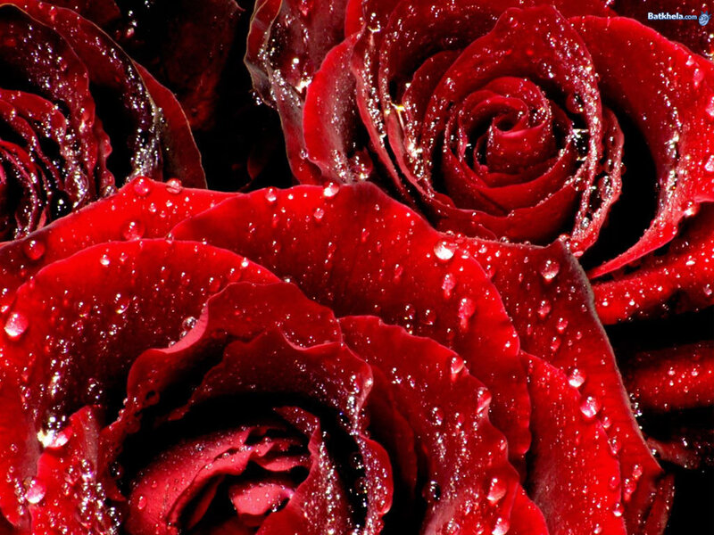 Red Roses with Water Droplets — Dramatic, Photograph
