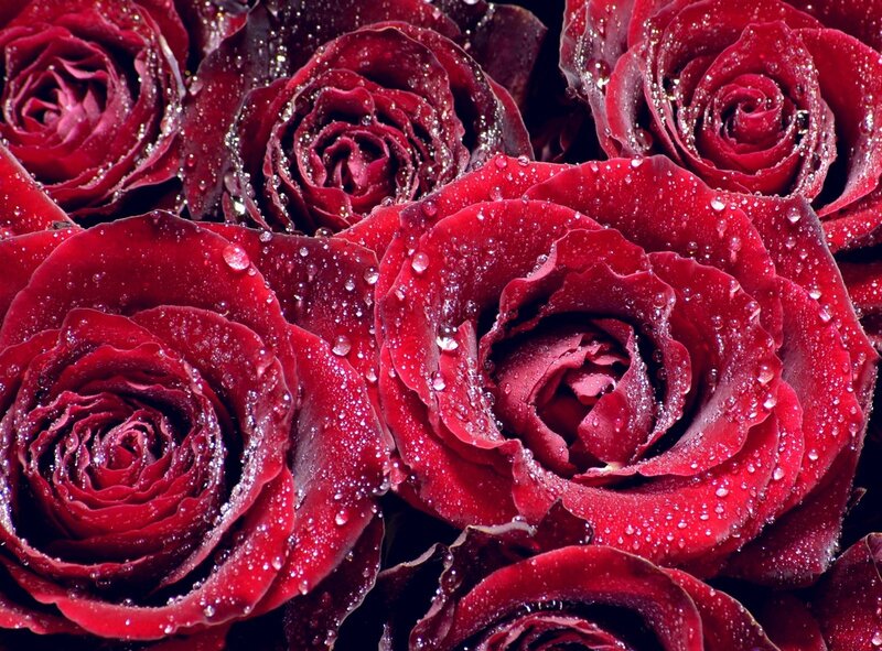Red Roses with Water Droplets — Dramatic, Photograph, Water Droplets, Black