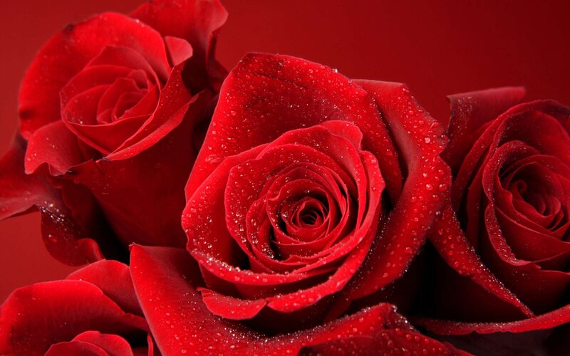 Red Roses with Water Droplets — Dramatic, Photograph, Water Droplets, Bloom