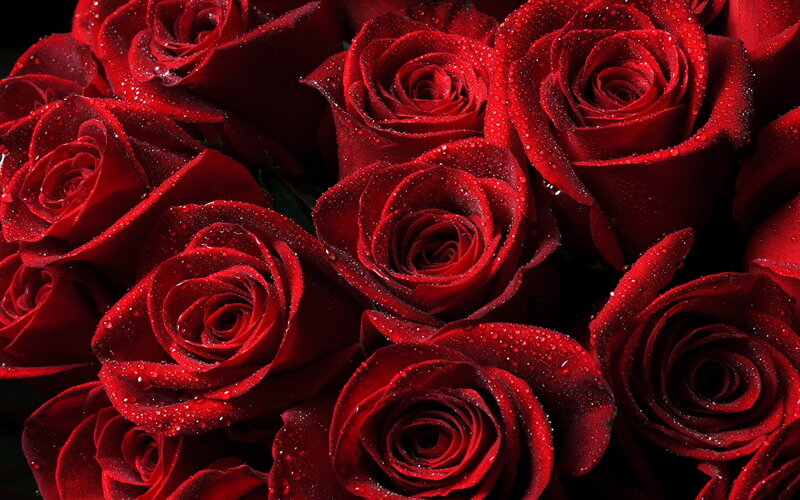 Red Roses with Water Droplets — Dramatic, Photograph, Water Droplets, Dark Background, Black