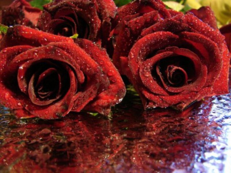 Red Roses with Water Droplets — Dramatic, Photograph, Water Droplets, Green Leaves, Reflective Surface
