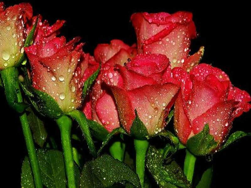 Red Roses with Water Droplets — Dramatic, Photograph, Water Droplets, Green Stems