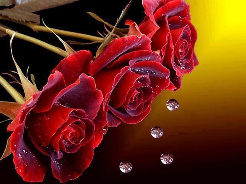 Red Roses with Water Droplets — Dramatic, Photograph, Water Droplets, Stems, Leaves