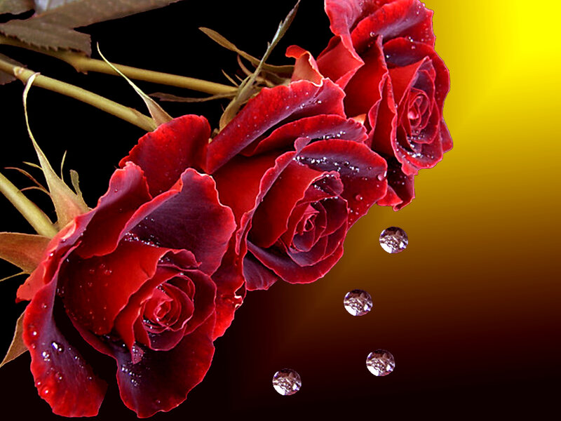 Red Roses with Water Droplets — Dramatic, Photograph, Water Droplets, Stems