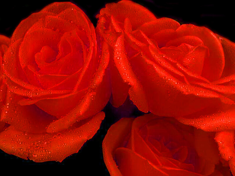 Red Roses with Water Droplets — Dramatic, Photograph, Water Droplets